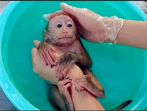 7.6K views · 539 reactions | Really beautiful monkey Pupu take routine bath - Pupu so cute accepted mom bath for him | Camp US News | Facebook