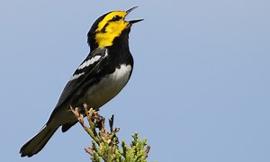 13 Easy To Identify Warblers' Songs (Audio/Video Guide)
