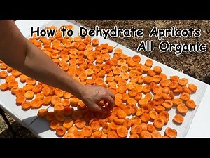 How to Dry Apricots