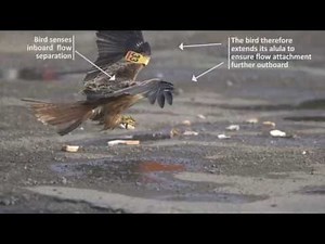 Bio-inspired sensing for Micro Air Vehicles