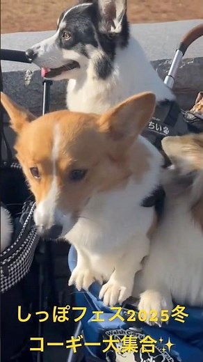 しっぽフェス2025冬コーギー大集合✨