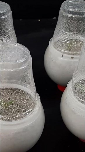 How to grow Almond tree at Home - The EASIEST Way to Grow Almonds Tree