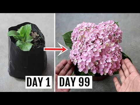 How to Grow Hydrangeas in Pots - Feeding, Pruning and Complete Care Guide