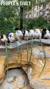 385K views · 6K reactions | We're best friends forever except on a lunch table. | People's Daily, China | Facebook