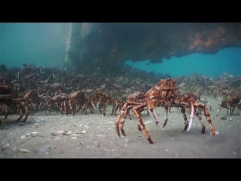 Spider Crab Migration Melbourne