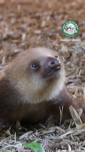 Have you ever heard a baby sloth? 🦥💚 Baby sloths make sounds to call their mothers. Two-fingered babies, like this one, make a “meep,” while three-fingered babies produce a high-pitched call. This baby was orphaned and cared for at a local rescue center, then reintroduced into the wild. Remember, sloths are not pets! Celebrate #SlothTober and #InternationalSlothDay by visiting our Slothopedia and making a gift to sloths! | The Sloth Conservation Foundation