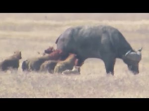 Hyenas Eat Buffalo Alive While Grazing