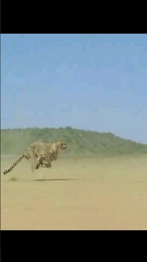 Examples of Animal Movement