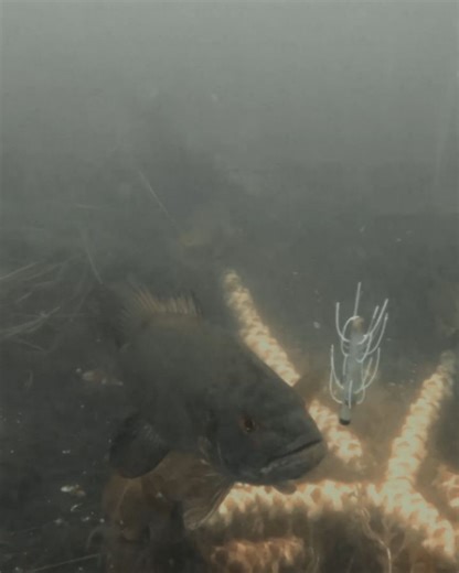 2.1K views · 132 reactions | Z-Man Fishing Products on Reels | Facebook