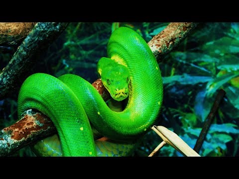Forest Snakes: The Silent Predators | 4K Wildlife Documentary