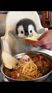 Pingu and the New Scooter! Pingu Official 1 Hour Cartoons for Kids