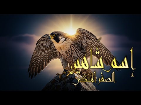 Meaning of the Name Shaheen 🦅 | Secrets of the Royal Name and Its Amazing Traits