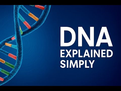 DNA Explained Simply