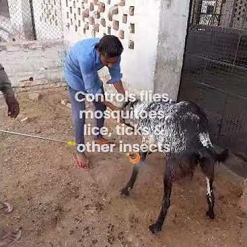 spraying goats with permethrin solution