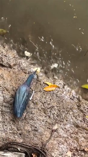 5.2K views · 38 reactions | Intelligent bird using breadcrumbs as bait to catch fish | The AnnaLynne McCord | Facebook