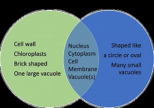 Cell models