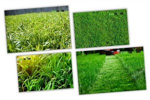 Bermuda Grass Close Up Look With Pictures Included From Different Angles - Inside The Yard
