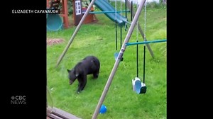 Watch 2 minutes of bears being bears