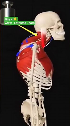 Best Back Brace for Posture Correction | Back Support Brace for Pain Relief & Spine Alignment