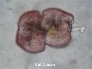Function of ocelloid and piston in dinoflagellate Erythropsidinium (Gymnodiniales, Dinophyceae)