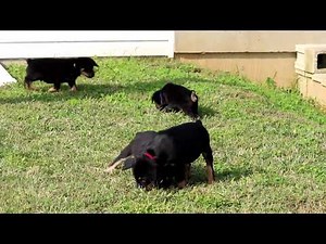 Mini Rottweiler Puppies for Sale