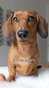 Me as emoji’s.. which one’s your favorite? @fynnley_the_dutch_dachshund . Follow @dachshund.space for more beautiful pictures! . . 📷👉 @fynnley_the_dutch_dachshund . . 〰️〰️〰️〰️〰️〰️〰️〰️〰️〰️〰️ Follow @dachshund.space Follow @dachshund.space Follow @dachshund.space 〰️〰️〰️〰️〰️〰️〰️〰️〰️〰️〰️〰️ . . #dachshund #dachshundfever #dachsundsofinstagram♥️ #dachshundlife #dachshundoftheday #dachshund_corner #dachundbabygirl #dachundlove #dachshundaddict #dachshundproblems #dachshundobsessed #dachshundpuppy #da