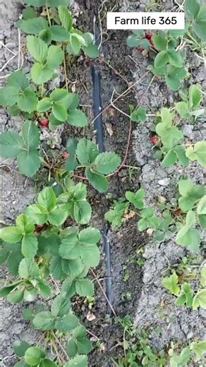 How to Get Bigger, Sweeter Strawberries at Home