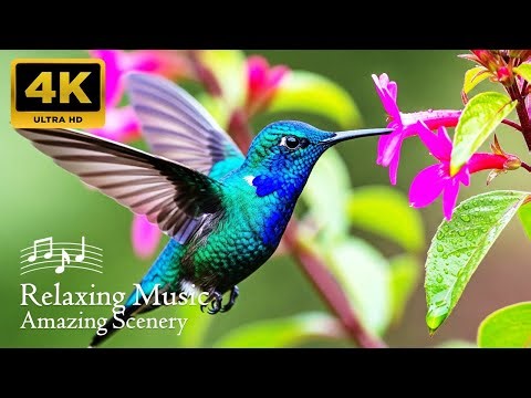 🕊️ Most AMAZING HummingbirdsBreathtaking Nature & Wonderful Bird Songs | Healing Nature Relaxation 🌿