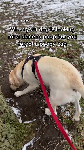 Cooper chooses the worst spot to poop whenever I forget a bag. It’s always someone’s lawn. #dog #dogs #puppy #funnydog #cutedog #fypシ