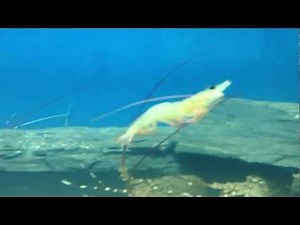 Prawns and Lobsters Swimming in a Tank