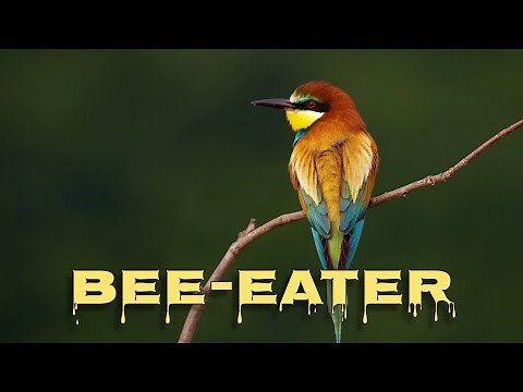 European bee-eater call