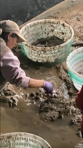 Harvesting Prawns: Farmer Digs Through Mud in Traditional Aquaculture 👀