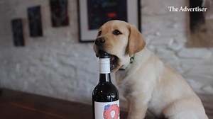 6.2K views · 103 reactions | Winery dogs do grape service – smelling corks, herding guests and keeping the kids occupied at the cellar door. Meet some of the lucky pups who are part of SA’s vintage workforce. 凉  Read all about them: https://bit.ly/3Bsrkyv | The Advertiser | Facebook