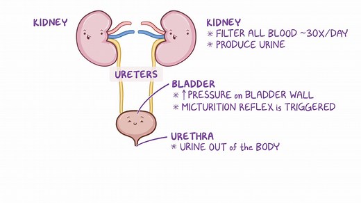 Video: Renal system anatomy and physiology - Video Explanation! | Osmosis | Osmosis