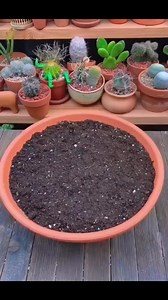 5.1K views · 65 reactions | Mini garden in a pot | Plantasy Hub | Facebook