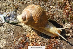 How Snails Poop: A Story Of Flipped Shells And Breathing Holes