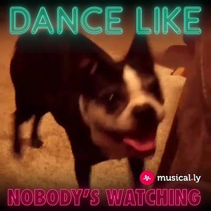91K views · 739 reactions | Create your videos and share them on musical.ly | The Pet Collective | Facebook