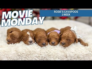Rosie's Cavapoo Puppies 1 week