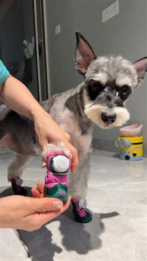 Paw love 🐾 on Instagram: "🐾👟 Hey pups, jealous of my new winter kicks? My hooman just got me the latest dog shoes — warm, comfy, and totally stylish! 😎❄️ Now I can walk in the snow without freezing my paws! ✔️ Soft and cozy inside ✔️ Non-slip & durable soles ✔️ Perfect for winter walks or fashion struts Walk warm, walk proud 🐶✨"