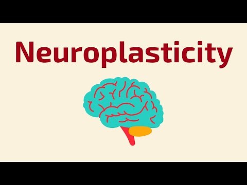 The Brain That Changes Itself