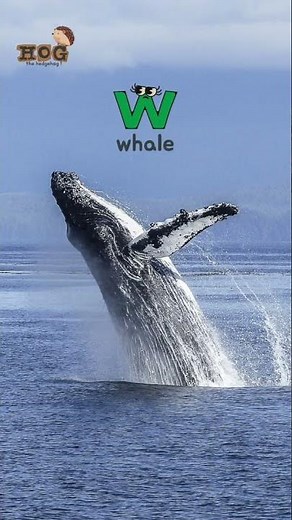 ABC Animals Song #abcd #animals Animals for Kids #shorts