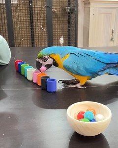 Parrot plays a super fun color sorting game🦜🔴 | Animal Lovers