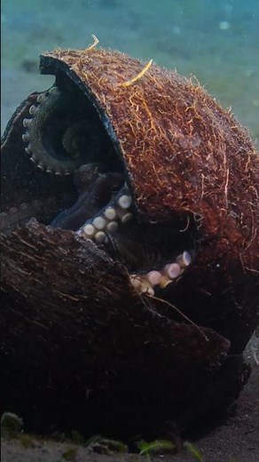 Octopus Uses Tools | Secrets of the Octopus