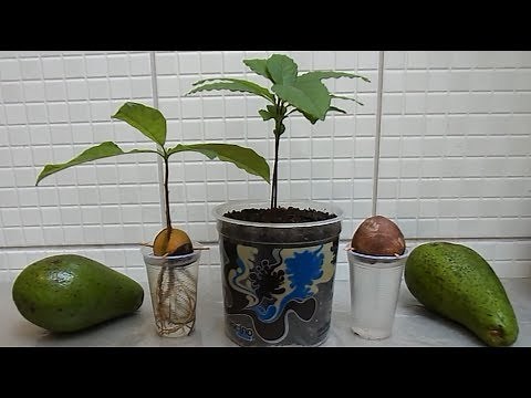 HOW TO GROW AVOCADO TREE FROM SEED