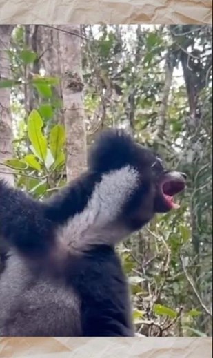 Indri: The Largest Singing Lemur of Madagascar #IndriLemur #MadagascarWildlife #shorts