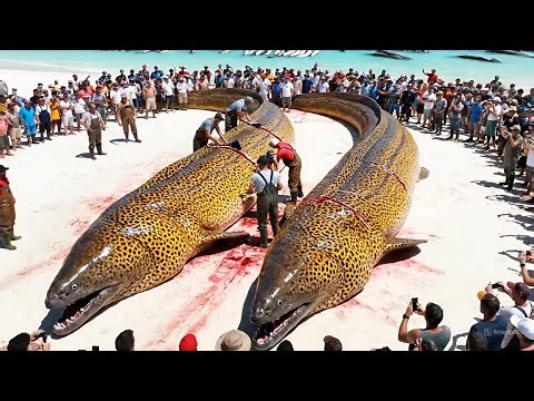 Inside a Giant Moray Eel Processing Factory – From Ocean to Premium Seafood.