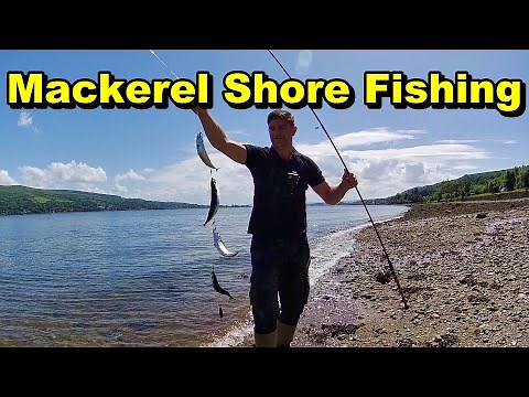 How To Catch Mackerel Quickly for Food and Bait Fishing - Super EASY
