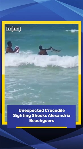162K views · 363 reactions | Authorities in Alexandria reported a surprising sighting of a crocodile on a beach in the Abu Talat area. The unusual incident caused concern among locals, as crocodiles are not typically found in the region’s coastal areas. #morocco #world #newws #egypt #mwn #videoviral #moroccoworldnews | Morocco World News | Facebook