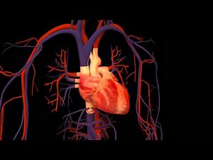 3D Heart Animation