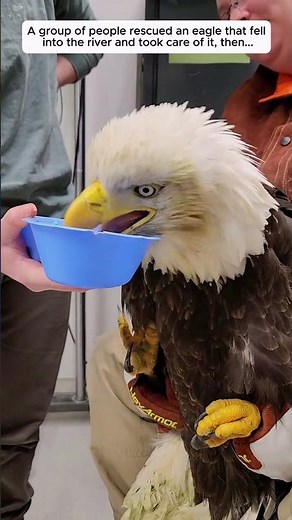 A group of people rescued an eagle that fell into the river and took care of it, then...